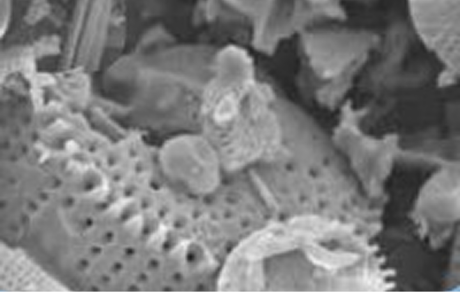 Diatomaceous Earth (DE)